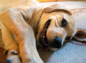 Brinquedo interativo para cachorro com distribuição de petiscos