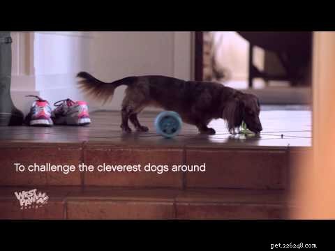 Brinquedo interativo para cachorro com distribuição de petiscos