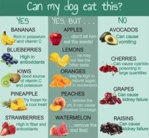 Un guide rapide sur les aliments que votre chien devrait et ne devrait pas manger