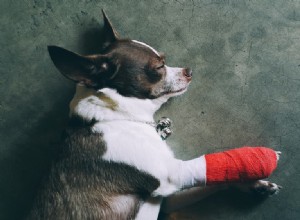 강아지의 만성 통증을 돕는 주요 방법