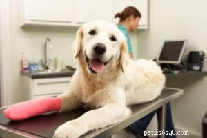 Modi chiave per aiutare il dolore cronico del tuo cane