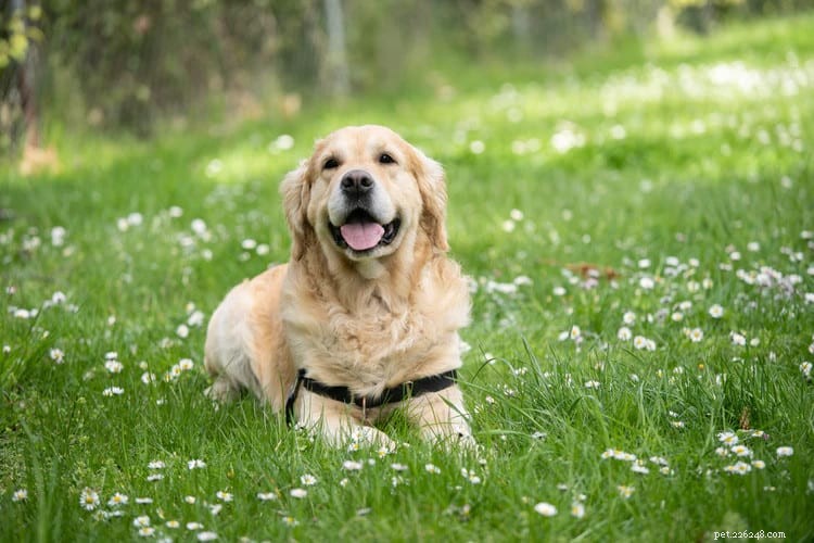 10 tips voor het uitlaten van honden die iedereen zou moeten weten