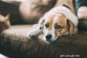 Métodos alternativos de tratamento para seu cão