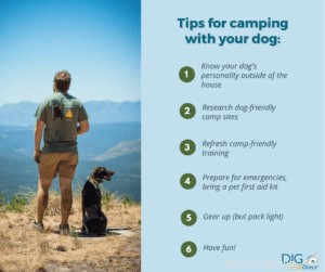 강아지와 함께 안전하게 하이킹, 캠핑 및 배낭을 꾸리는 방법