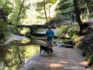 Como fazer caminhadas, acampamentos e mochilas com segurança com seu cachorro