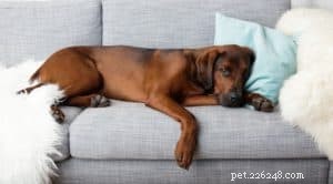 3 fördelar med att köpa en giftfri madrass till ditt husdjur