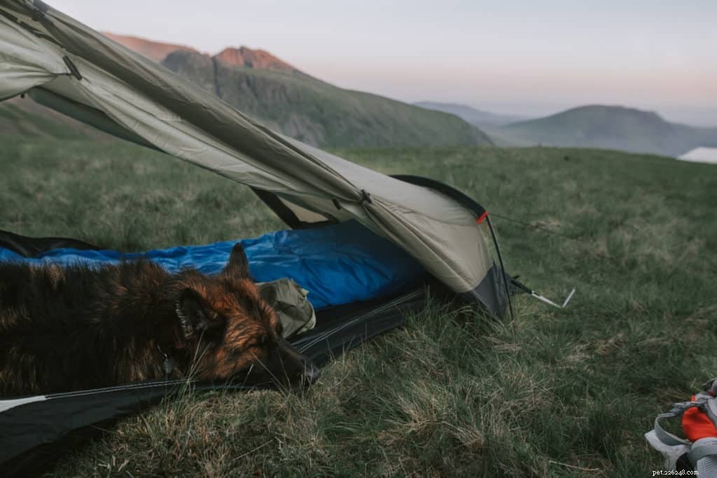 8 dicas para acampar com seu cachorro
