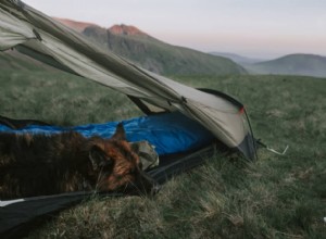 あなたの犬と一緒にキャンプするための8つのヒント 