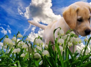 Токсичные для собак растения