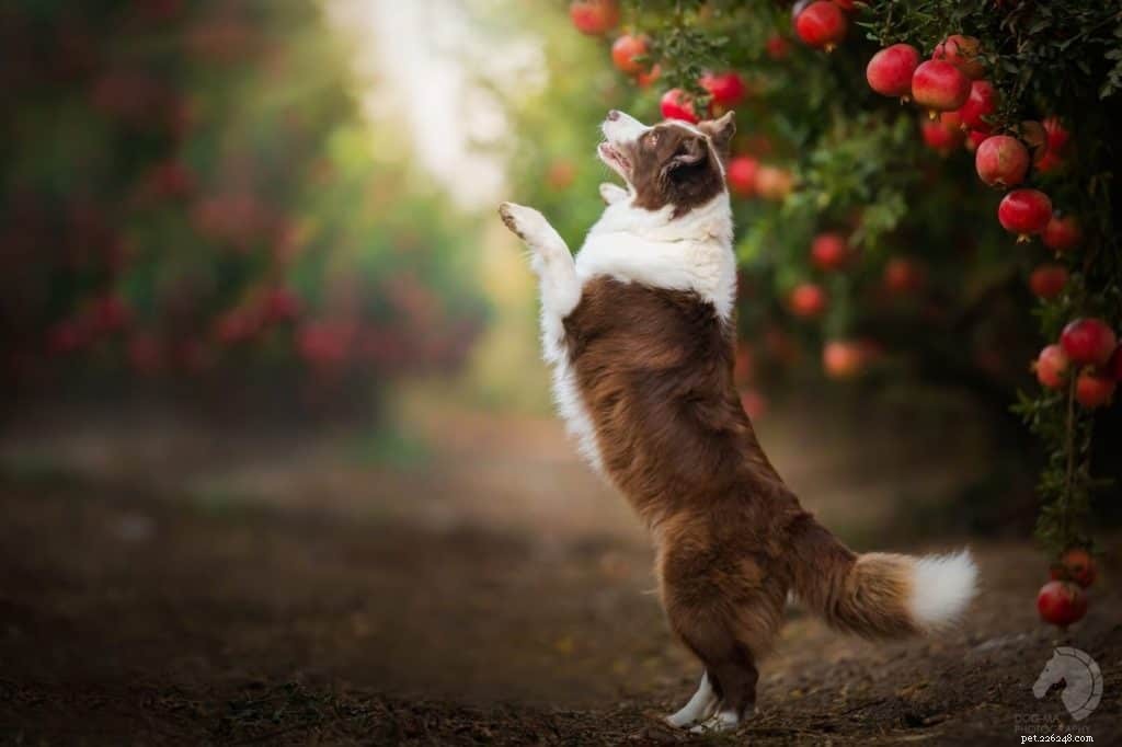 Málo odpovědí na pozadí Mohou psi jíst granátové jablko?