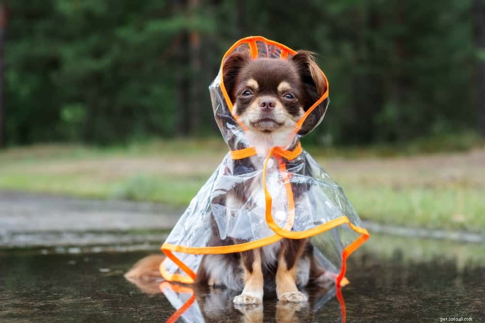 7 essentiële tips voor het uitlaten van uw hond in de regen