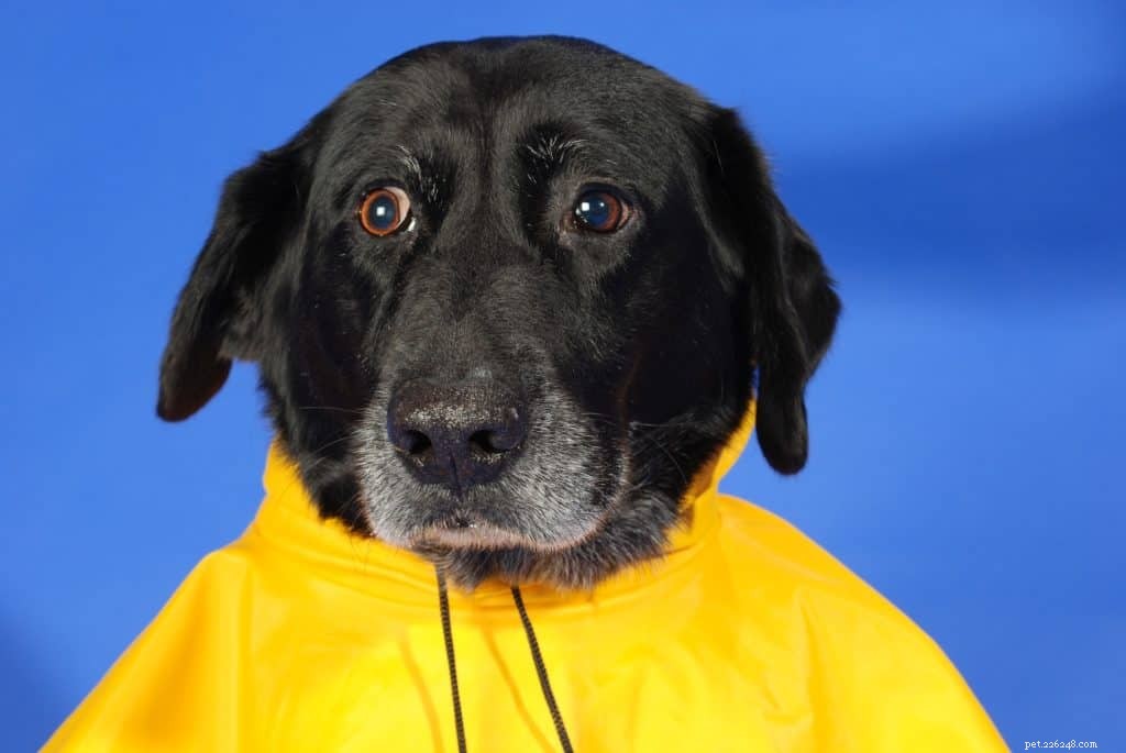 7 viktiga tips för att gå ut med din hund i regnet