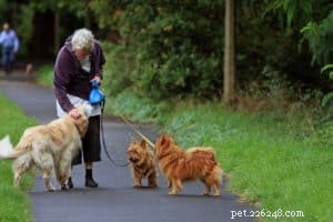 Tips för en trevlig och säker promenad med din hund