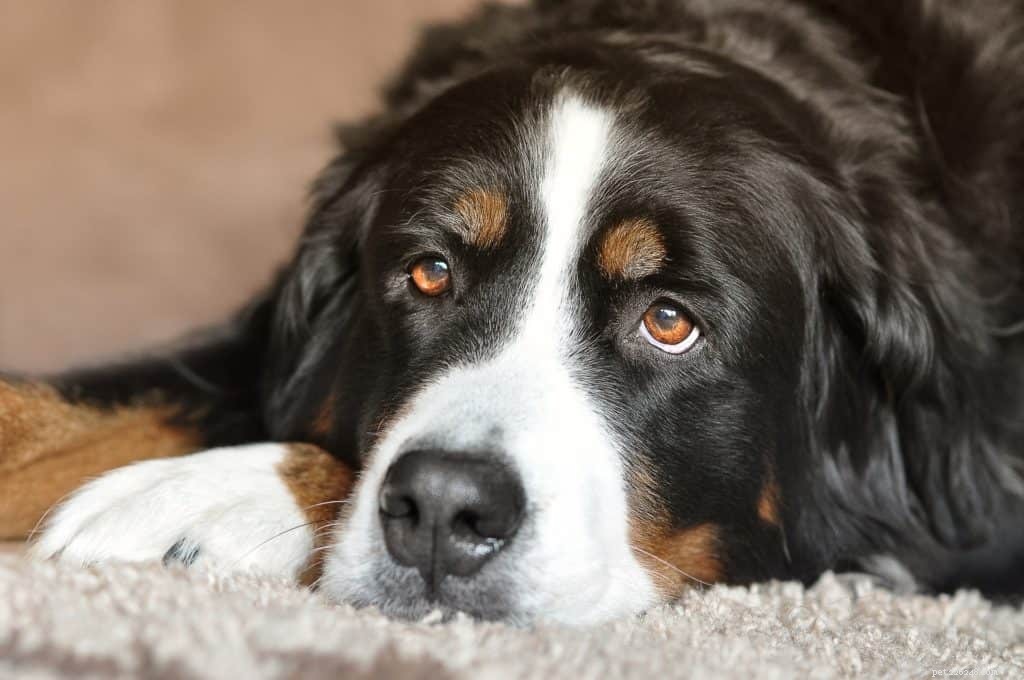Huile de CBD pour chiens :effets secondaires et risques
