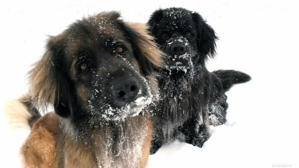 12 maneiras de manter os cães aquecidos e seguros no inverno