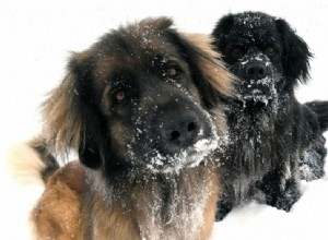 12 způsobů, jak udržet psy v teple a bezpečí v zimě