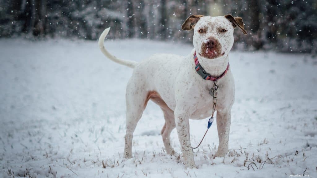 겨울에 개를 따뜻하고 안전하게 유지하는 12가지 방법