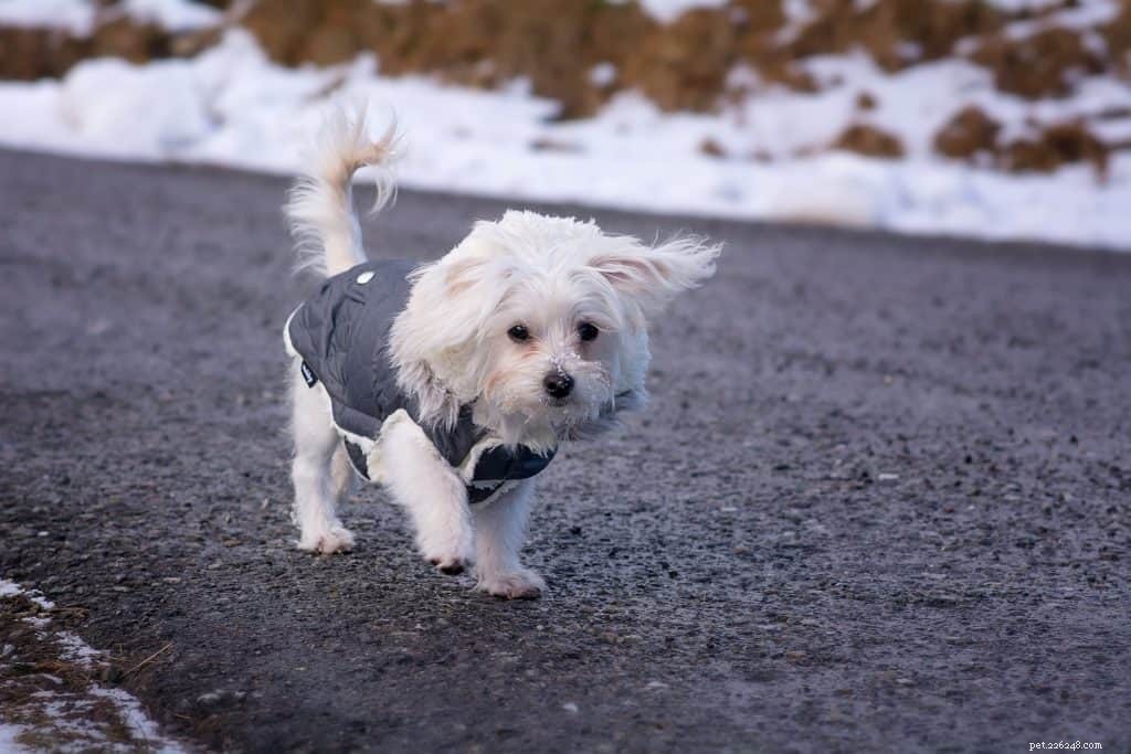 12 maneiras de manter os cães aquecidos e seguros no inverno