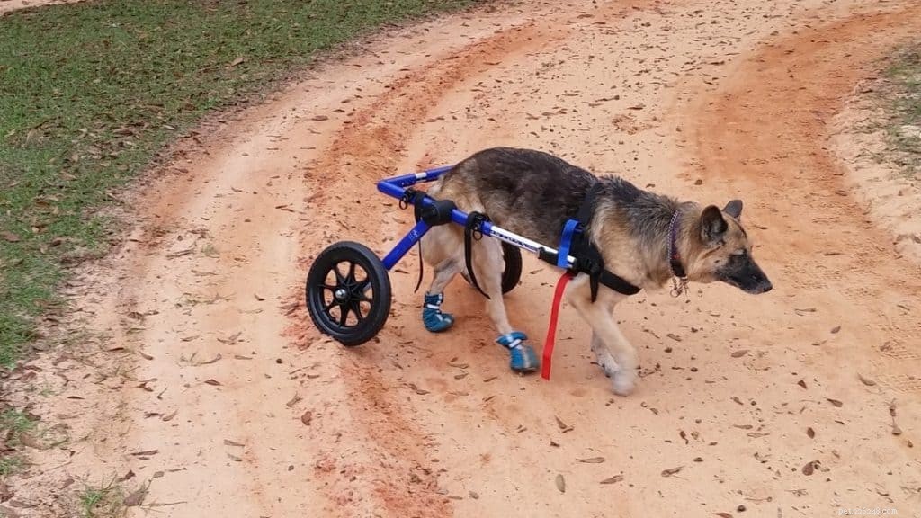Tips voor het trainen van een gehandicapte hond
