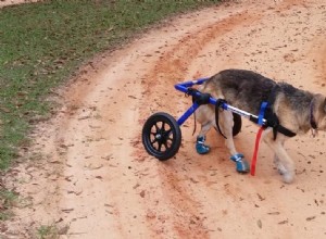 Советы по дрессировке собак-инвалидов