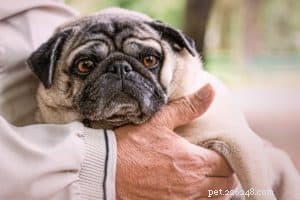 CBD-olie voor honden:7 dingen die je niet wist