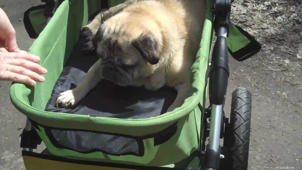 Kan du få plats med en stor hund i en barnvagn?