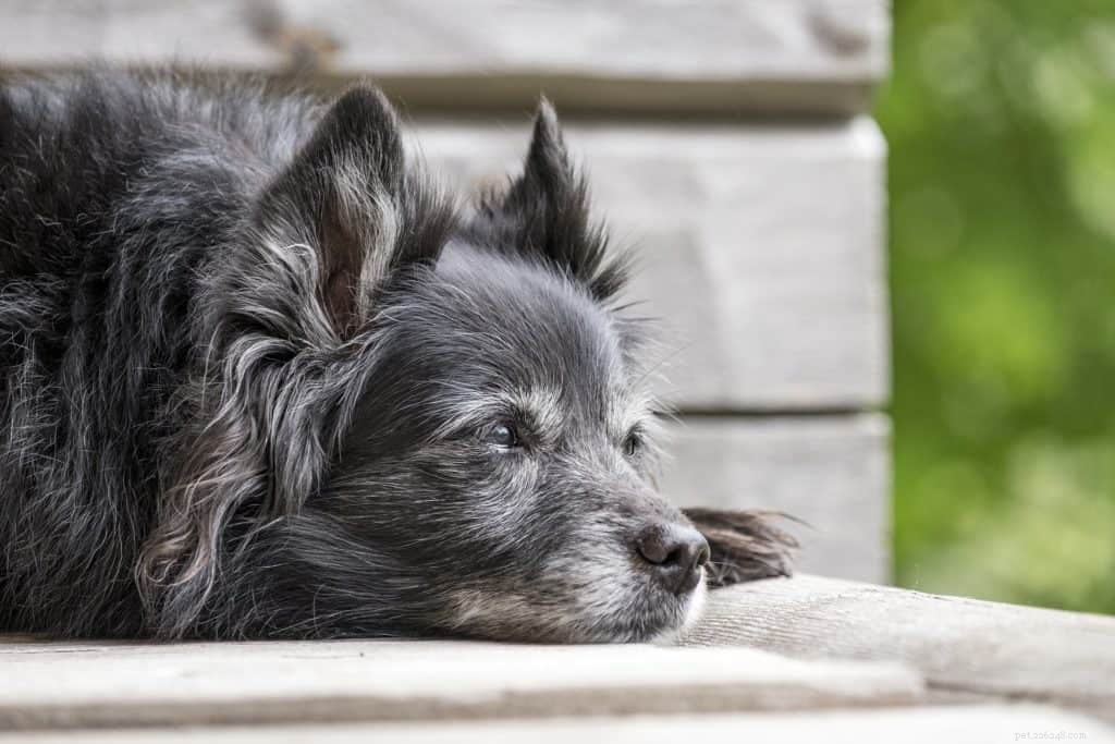 De bästa tipsen för vård av äldre hundar