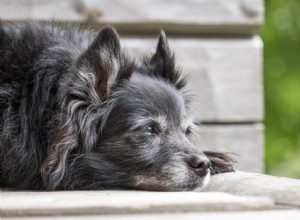 Hlavní tipy pro péči o starší psy