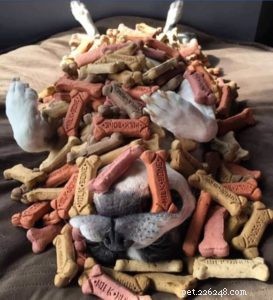 Mezinárodní den ocenění psích sušenek