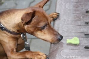 Internationale Dag van de Waardering van Hondenkoekjes