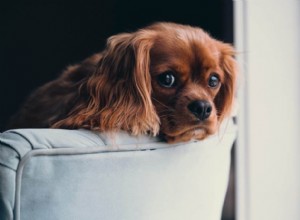 5 советов по подготовке домашних животных к переезду