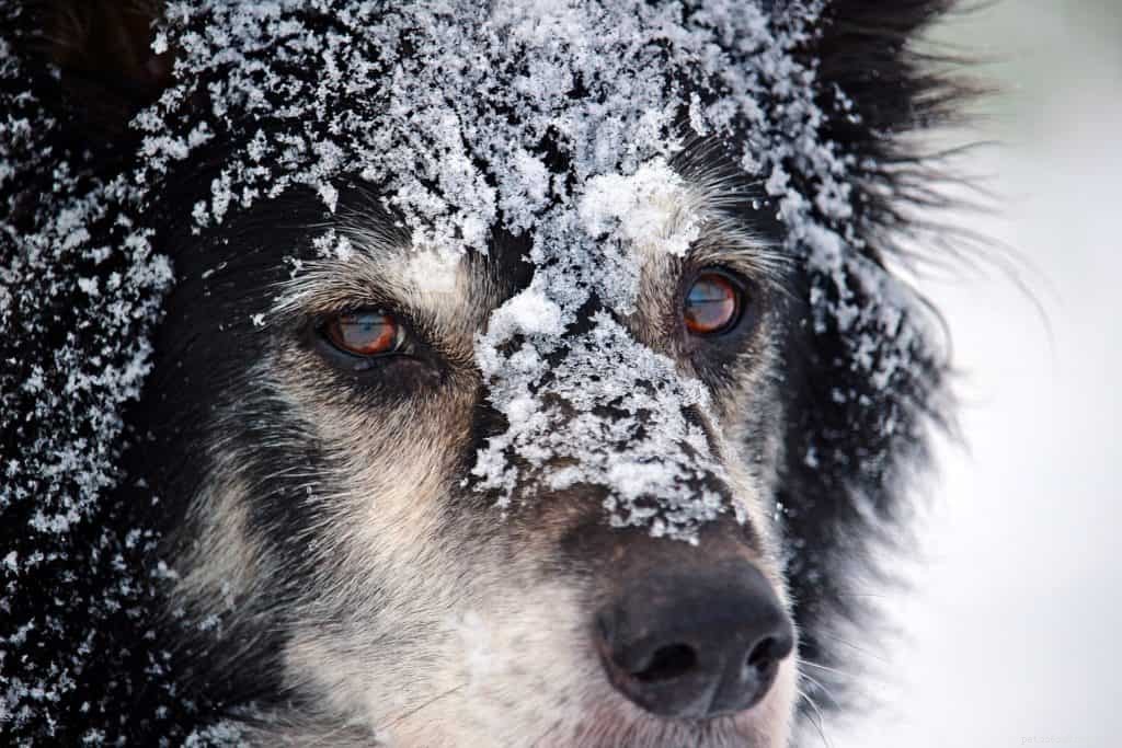 Hur du förbereder din hund för vintern