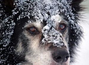 冬に向けて犬を準備する方法 