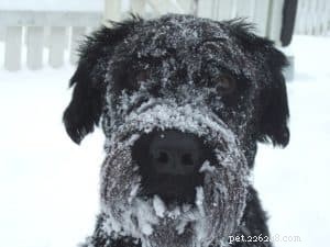 Hoe bereid je je hond voor op de winter
