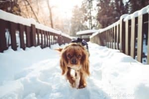 冬に向けて犬を準備する方法 