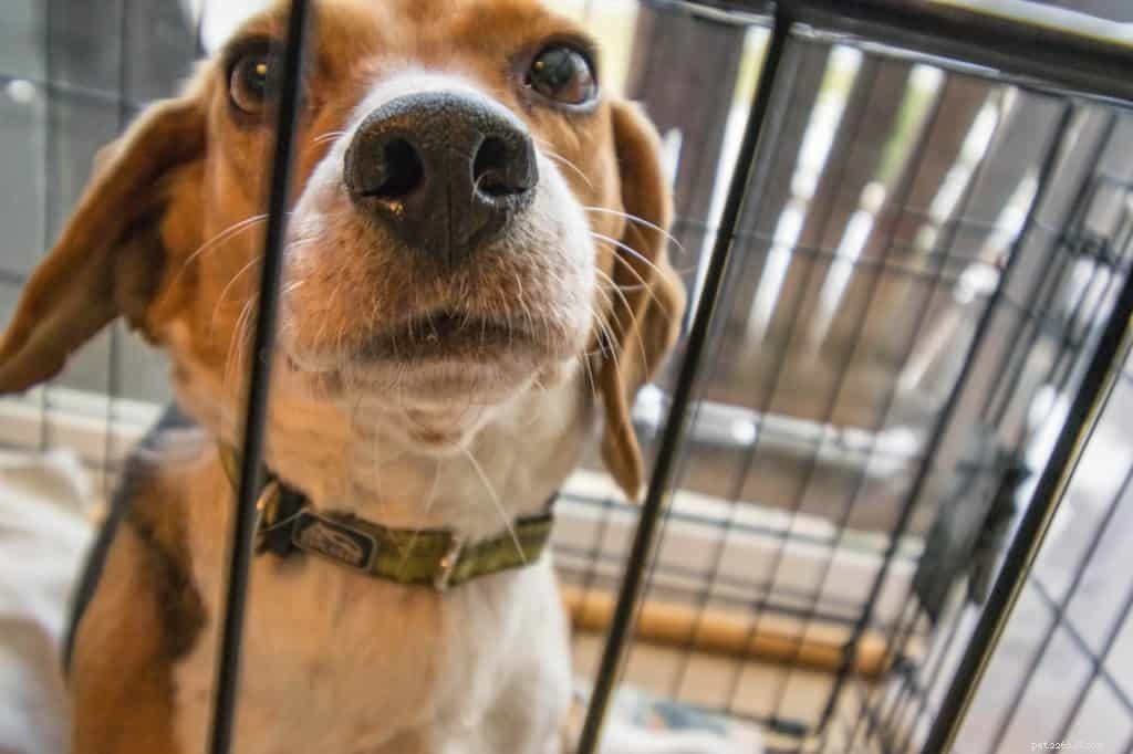 Hur man väljer hundkennlar inomhus för ditt hem