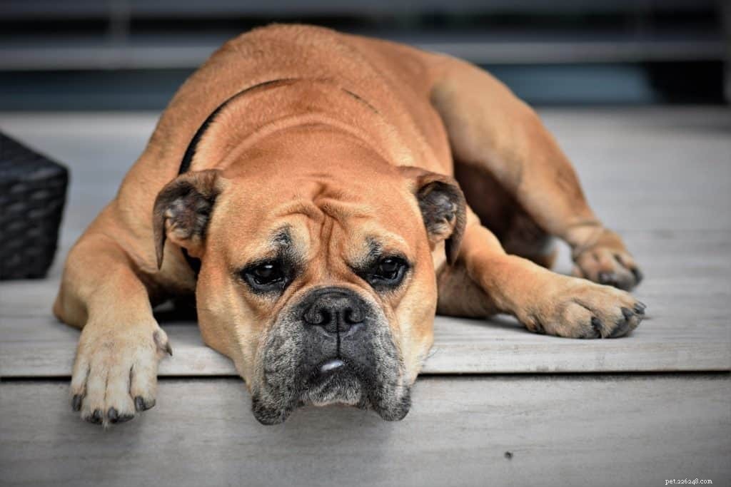 Constipation des chiens et des chats – Quand les propriétaires d animaux doivent-ils s inquiéter ?