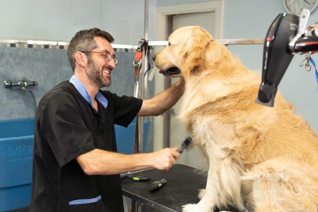 Waar u op moet letten bij het kiezen van een hondenverzorgingsservice