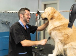 Co je třeba zvážit při výběru služeb péče o psy