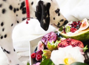 Votre chiot peut-il devenir végétalien comme vous ?