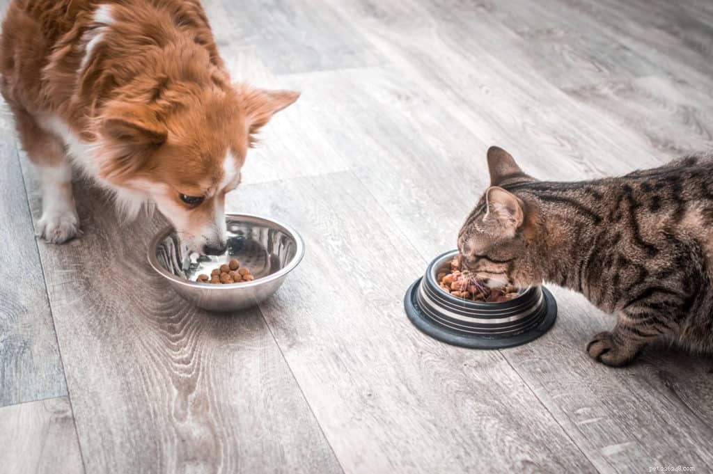 Hoe u het beste dieetplan voor uw huisdieren kiest