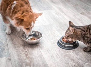 애완동물을 위한 최상의 식단을 선택하는 방법
