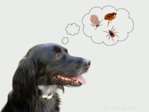 Como se livrar de pulgas em cães 