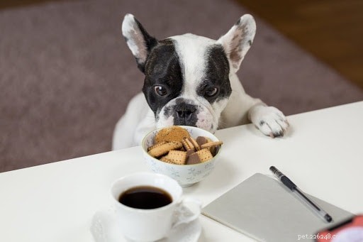 犬のクッキーを犬の食事に含めるにはどうすればよいですか？ 