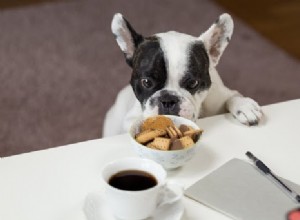 Como você pode incluir biscoitos para cães na dieta do seu cão?