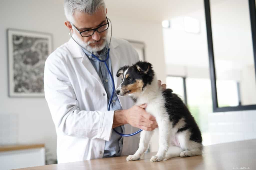 Sinais de que seu cão pode precisar consultar um veterinário