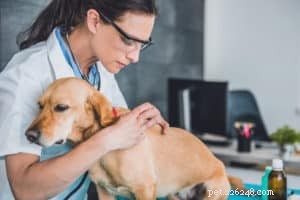 Tecken på att din hund kan behöva träffa en veterinär