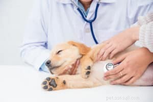 Tecken på att din hund kan behöva träffa en veterinär