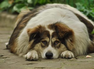 私の犬は太りすぎですか？見つける方法と何をすべきか 