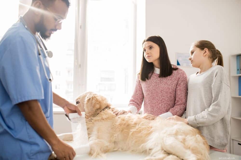 Hoe u het herstel van uw hond van een blessure kunt verbeteren